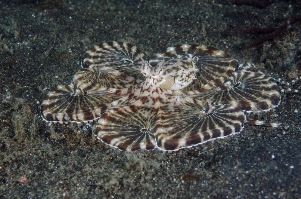 Indonesia, Lembeh Strait Close-up of octopus
